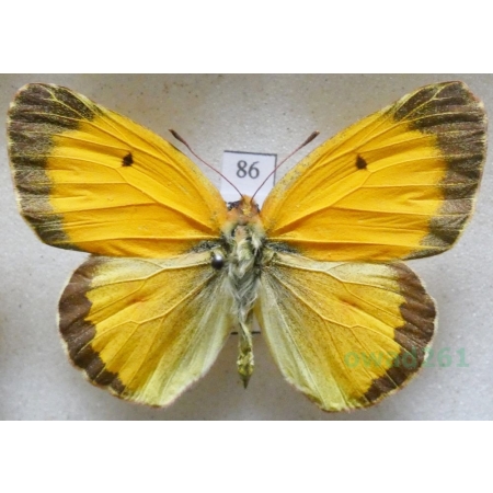 Colias croceus (Geoffroy, 1785) male Szlaczkoń sylwetnik Czech86